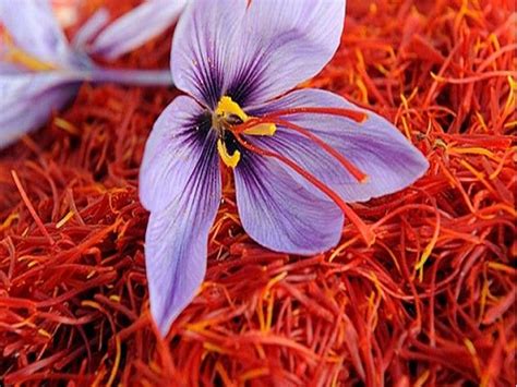 What is the meaning of geographical indication tag to Kashmiri saffron