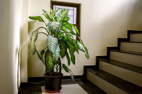 Shade-loving plants that don’t need much light