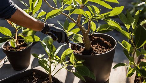 Image result for Avocado Tree Pruning