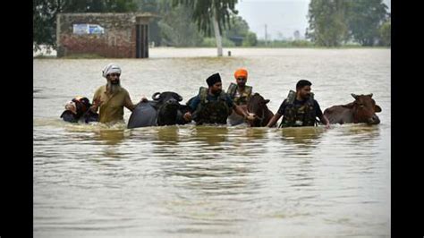 Punjab floods: Animal husbandry dept survey pegs livestock loss at over ...
