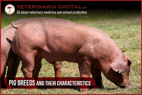 Pig breeds and their characteristics