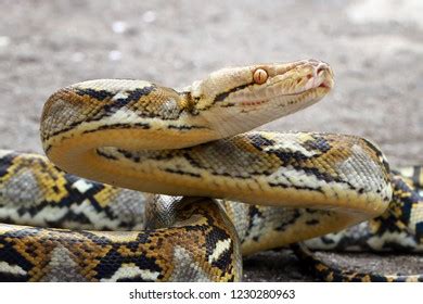 Retic Python Pet 的图像结果