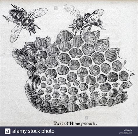 Honey comb drawing hi-res stock photography and images - Alamy