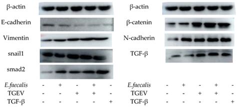 Persistence Infection of TGEV Promotes Enterococcus faecalis Infection ...