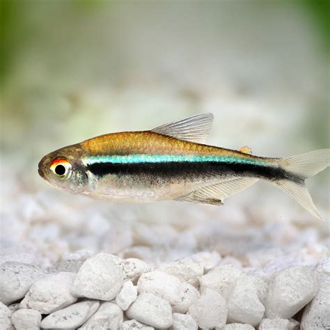 Different Types Tetra Fish