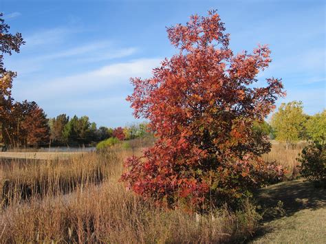 Trees Native To Kansas