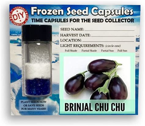 VibeX Brinjal Chu Chu,Baingan-300 Seeds : Amazon.in: Garden & Outdoors