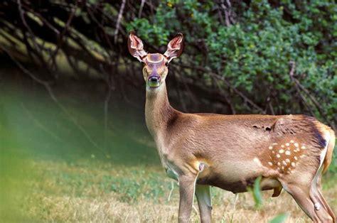 The Whitetail Deer Gestation Period: Lessons from the Field ...