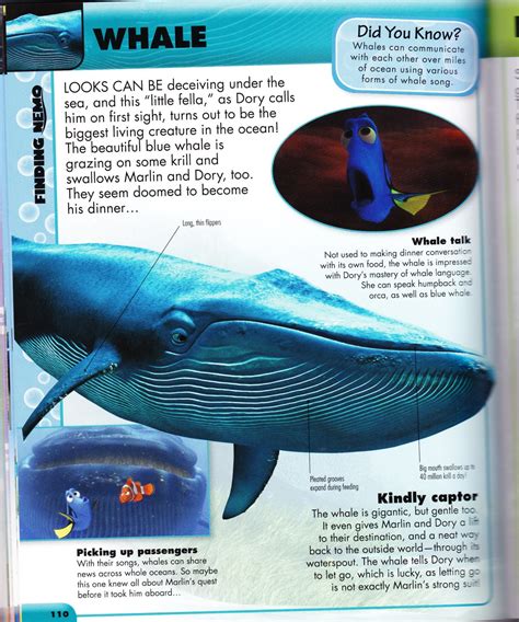 Whale Eating Krill Finding Nemo
