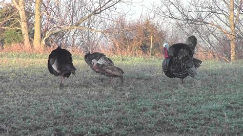 Gobbling Turkey Wallpapers - Top Free Gobbling Turkey Backgrounds ...