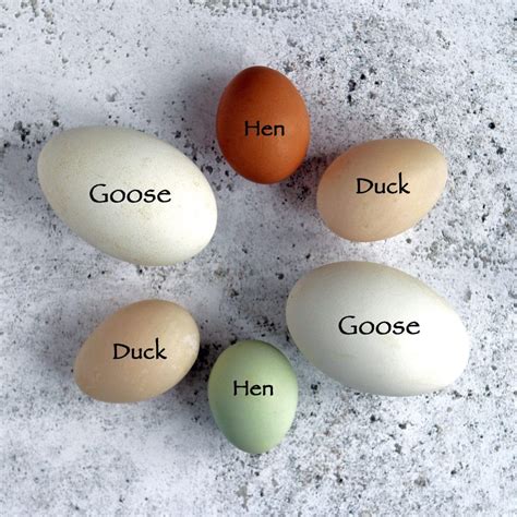 Chicken Egg Sizes And Colors