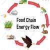 what is food web and food chain - Brainly.in