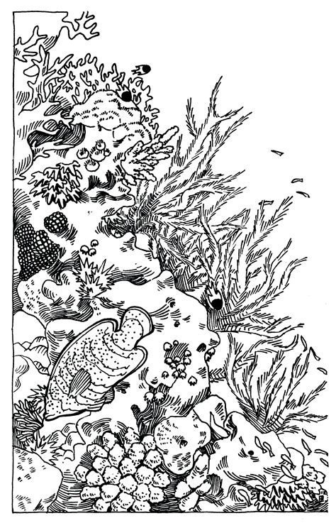 Image result for Coral Reef Drawing Simple