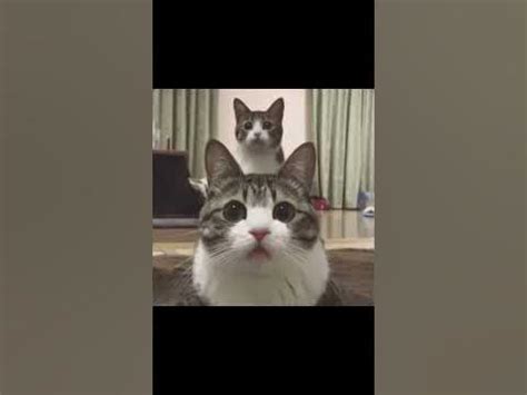 Animal Bloopers Compilation 的图像结果