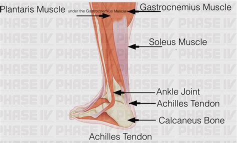 Achilles Tendon Structure – Achilles Tendonitis – VQTZLH
