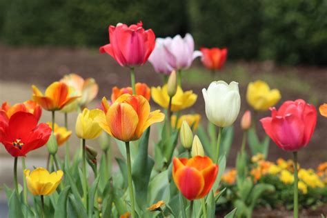 Ultimate guide to growing Tulips - The Boston Bulb Company Ltd