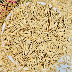 PMA Basmati Paddy, Basmati Rice Seed-1109 for Farming & Agricalture ...