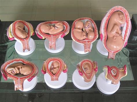 怀孕1-40周完整详细的胎儿发育过程图（彩色3D图） - 知乎