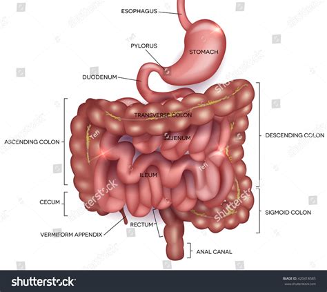Small Bowel Anatomy Picture