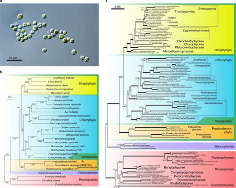 The genome of Prasinoderma coloniale unveils the existence of a third phylum within green plants ...