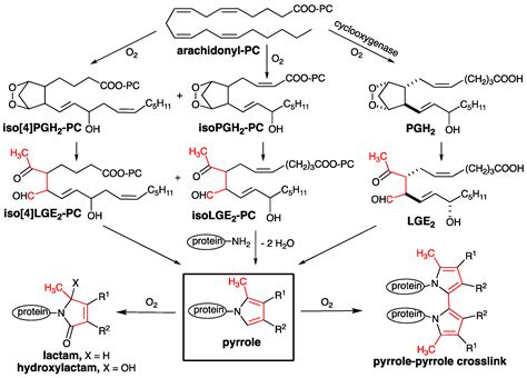 The Adductomics of Isolevuglandins: Oxidation of IsoLG Pyrrole ...
