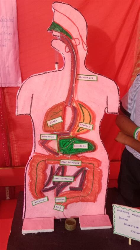 Digestive System Models On Paper Tutorial 的图像结果