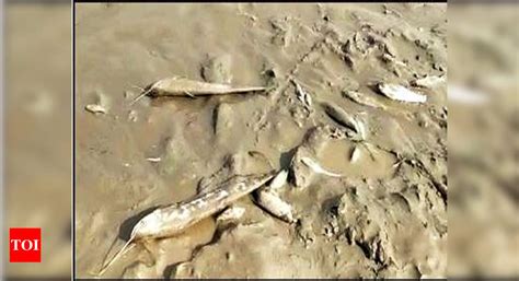 Contaminated water released from Delhi's Okhla barrage kills fish ...