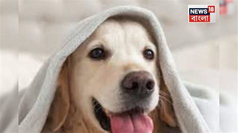 Dog Care in Summer: আপনার বাড়িতে কুকুর আছে? এই একটি খাবার আপনার ...