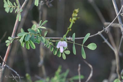 India Flora Online