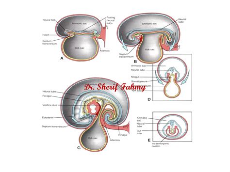 Umbilical Cord (General Embryology) | PPS
