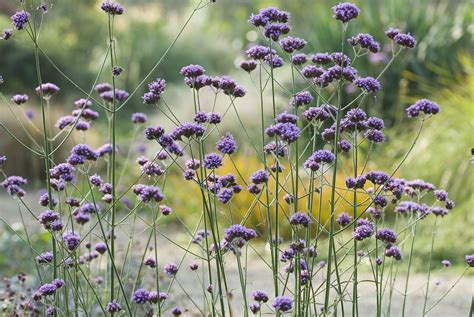 10 Tall Annual Flowers that Make a Strong Impact