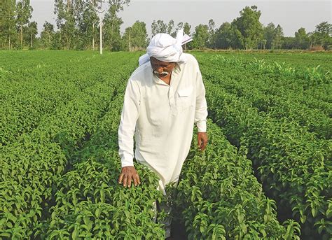 Natural Flavours in Pharma Manufacturing: Making Medicines More ...