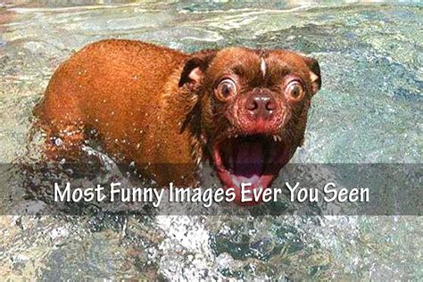 Top 999+ most funny images – Amazing Collection most funny images Full 4K