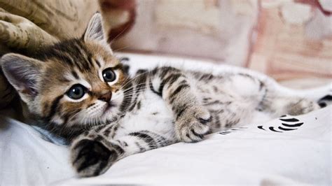 Download wallpaper 1366x768 kitten, lying, striped, small, cute tablet ...