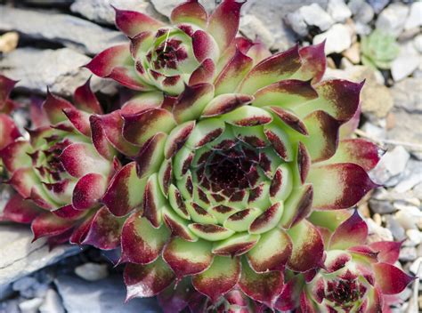 Are Hens And Chicks Poisonous at Ethan Carruthers blog