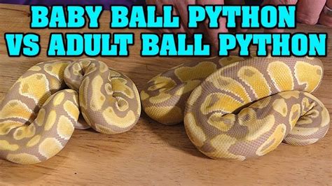 Image result for Python Full-Grown