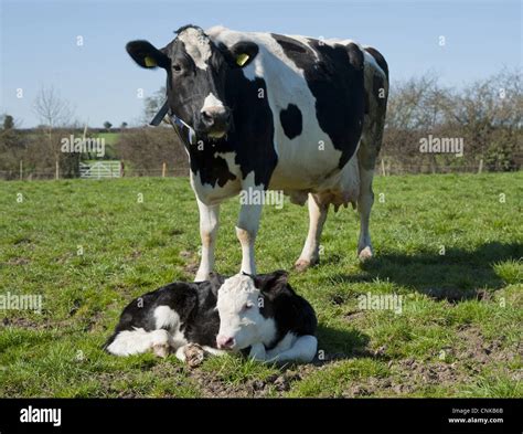 Domestic Cattle Holstein Friesian type dairy cow Hereford cross bull ...