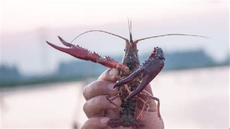 日本拟将小龙虾指定为外来入侵物种：禁止进口和贩卖 | 北晚新视觉