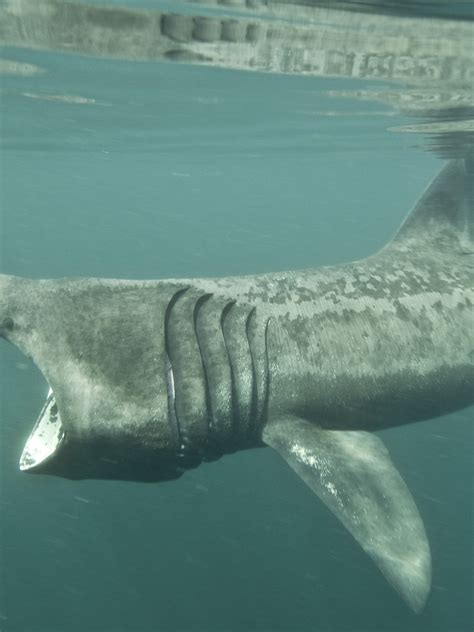 Basking Shark Gills