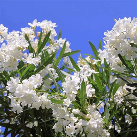 White Oleander Flower