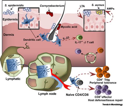 Image result for Staphylococcus Aureus Pathogenicity