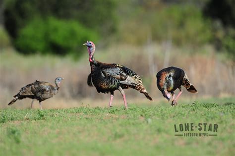 Turkey Season In Newton County Texas at Robert Keck blog