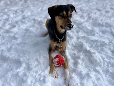 Fiche d'adoption de Ace - SPA des Cantons