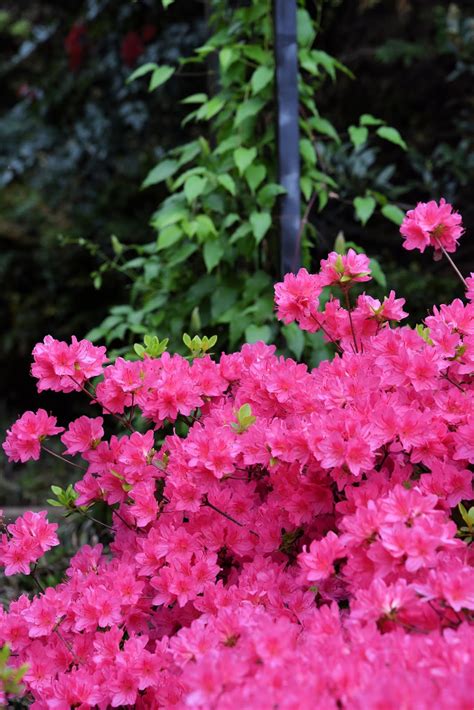 Image result for Springtime Garden