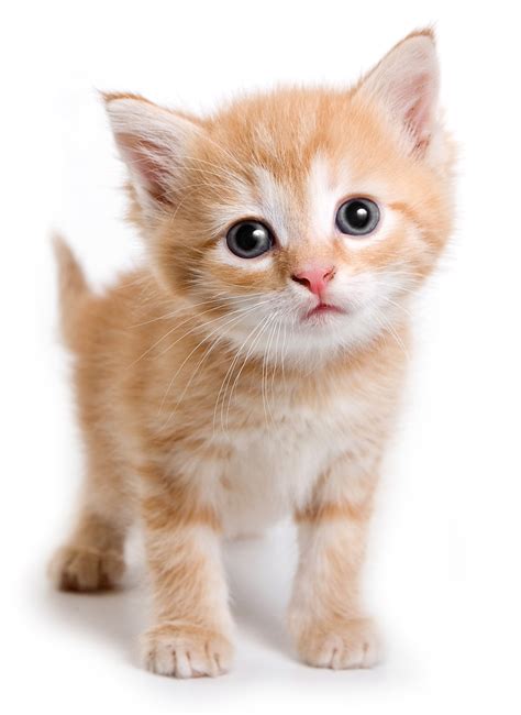 Image result for Kitten Python