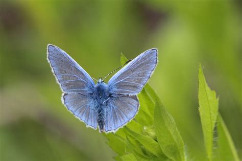 Modrásek jehlicový - samec (Polyommatus icarus, Rottemberg 1775 ...