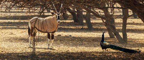 Top 5 Safari Parks in Qatar For The Best Wildlife Experience