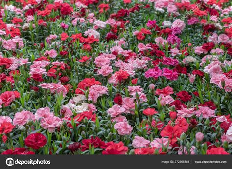 Dianthus Caryophyllus Carnation