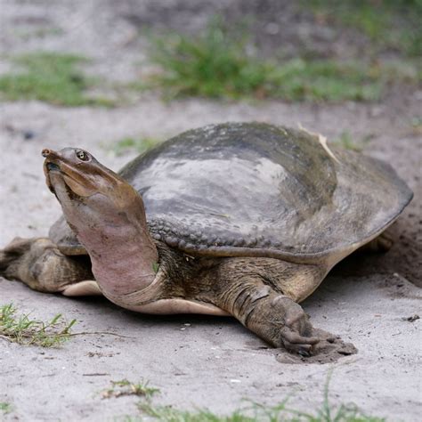 Fastest Softshell Turtle 的图像结果