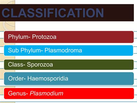 Plasmodium Life Cycle | PPTX